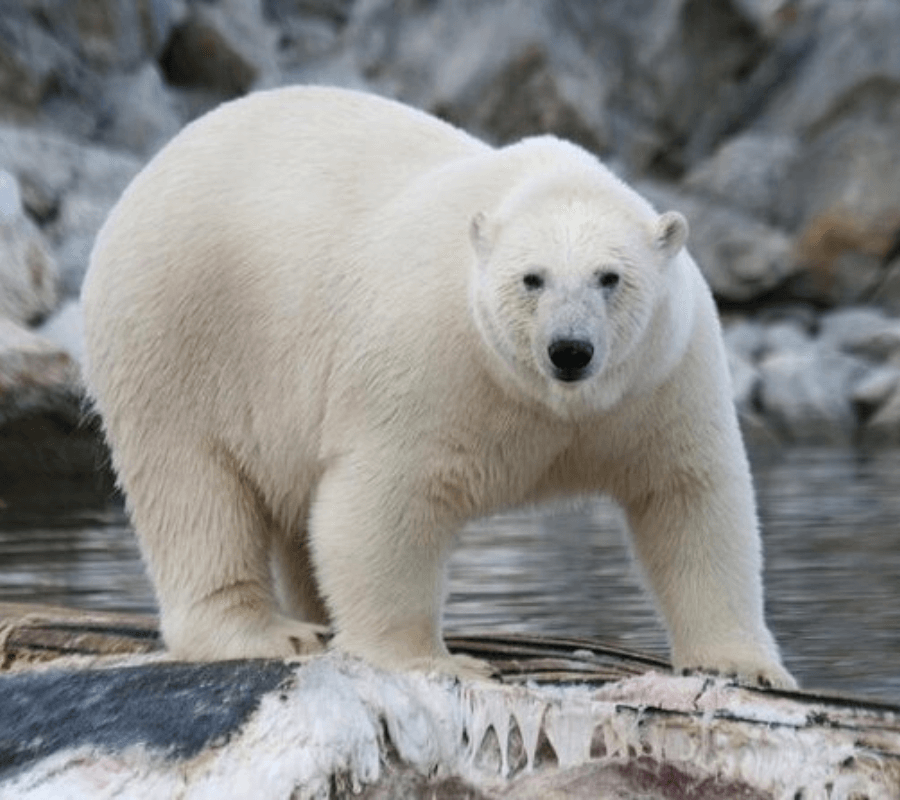 Alaska Zoo Anchorage