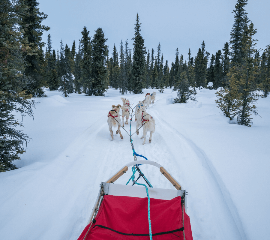 Sled Dog Tours Anchorage